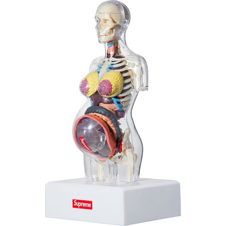 [해외] 슈프림 여성 해부학 모델 Supreme Female Anatomy Model 18FW